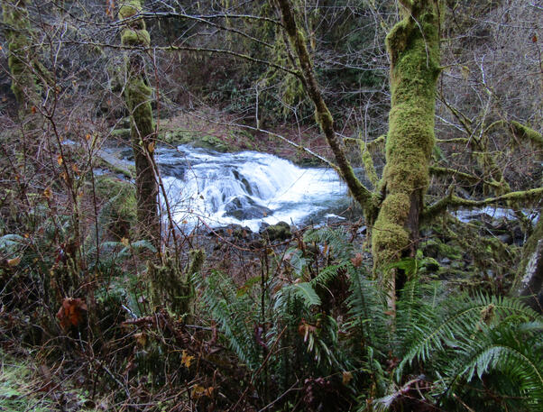 Sweet Creek Falls