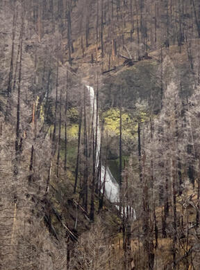 Pup Creek Falls After the Fire