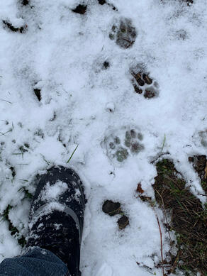 Bobcat tracks! Followed the tracks for over 1 mile on the 5420