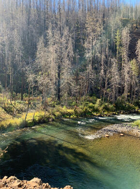 4 Salmon on Spawning Beds