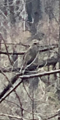 It&#39;s an Owl, isn&#39;t it? (Near Fish Creek)