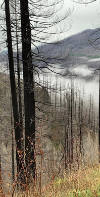 Fish Creek Drainage from 5410 road (walked in).