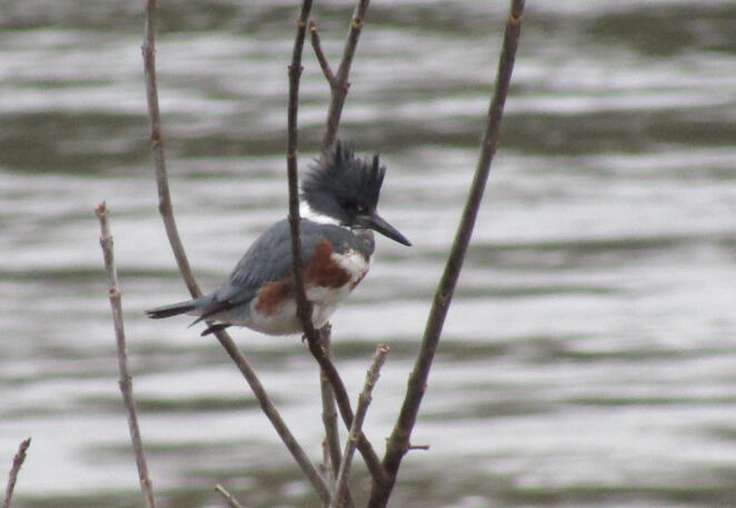 Kingfisher 2