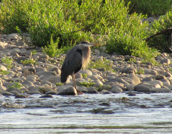 Grandpa Heron