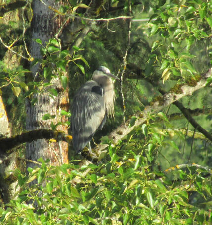 Heron in Tree