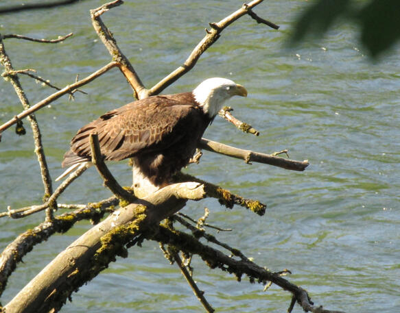 Bald Eagle at Cross Park