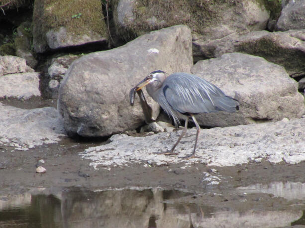 Heron with Eel 2