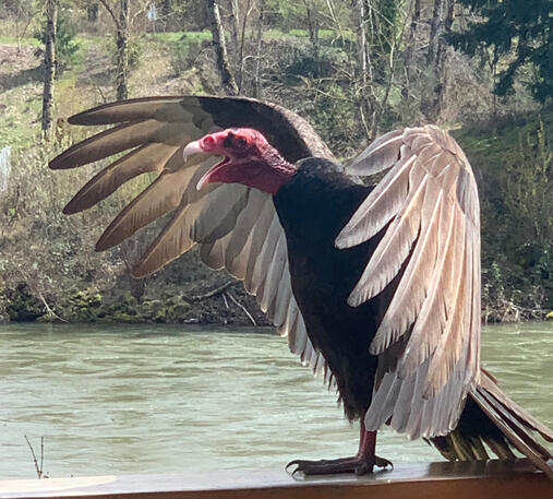 Vulture on the Deck