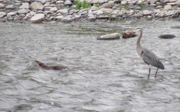 Beaver and Heron. Who&#39;s river is this?