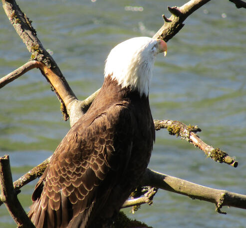 Bald Eagle