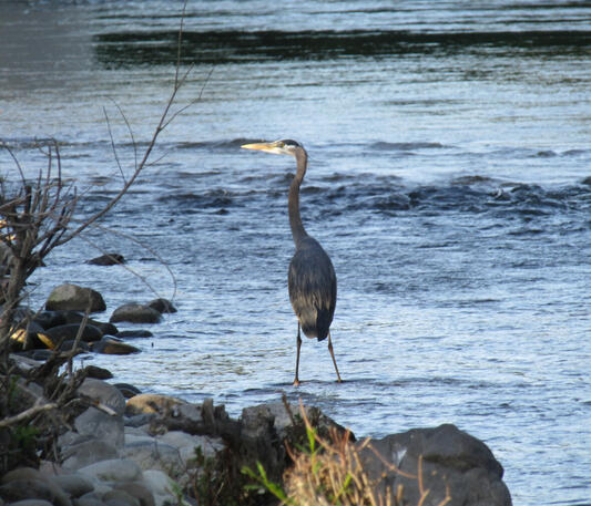 Harry the Heron