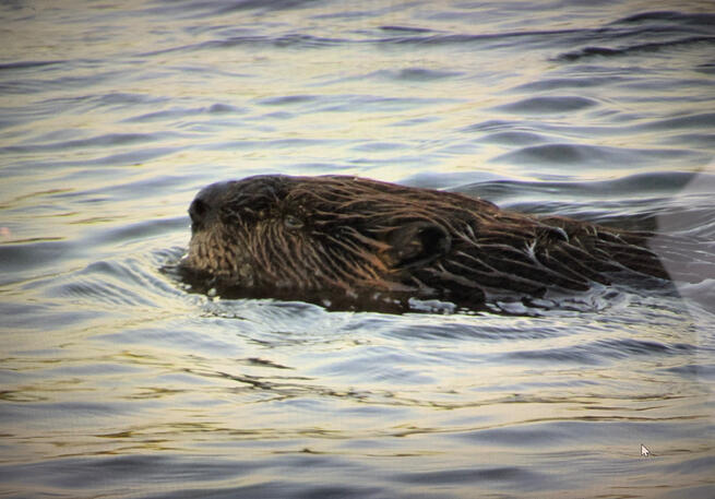 A Better Beaver Head