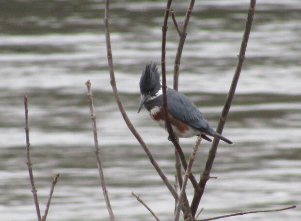 Kingfisher