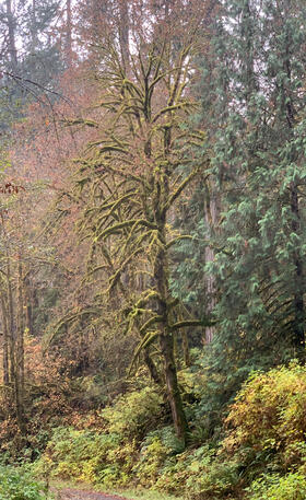 Token Mossy Tree