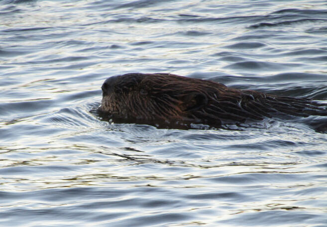 Beaver Head