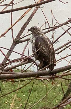 Backyard Hawk or Fledgling