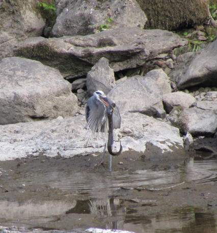 Heron with Eel