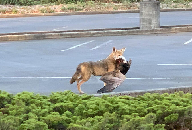 Covid Coyote