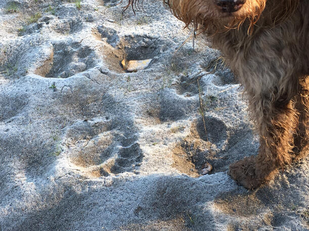 Bear Tracks Near Oxbow