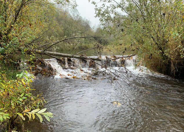 Beaver Dam on Trout Creek