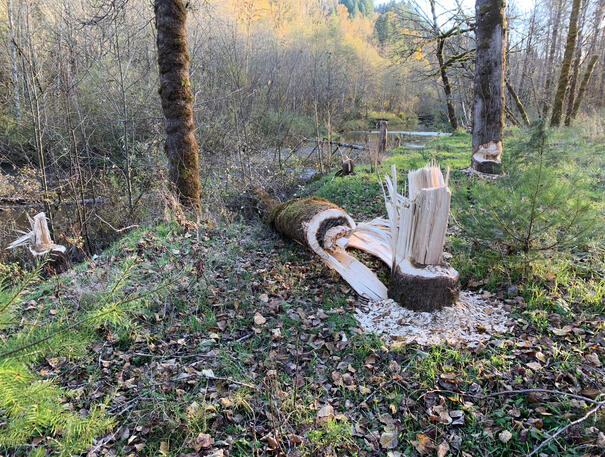 Busy Beavers