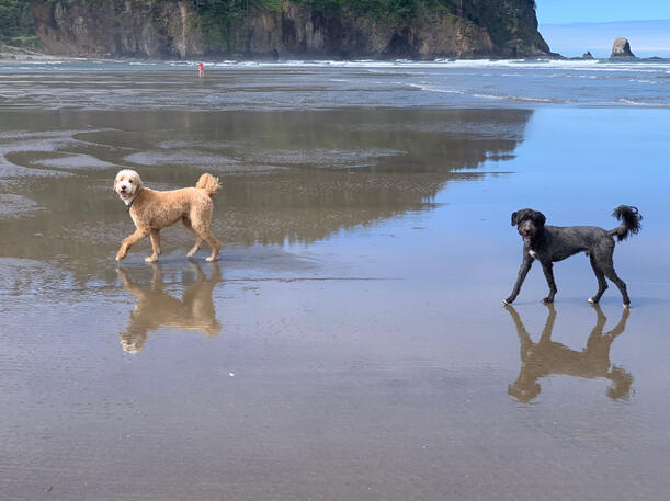 They Always Mind this Well (Cape Meares)