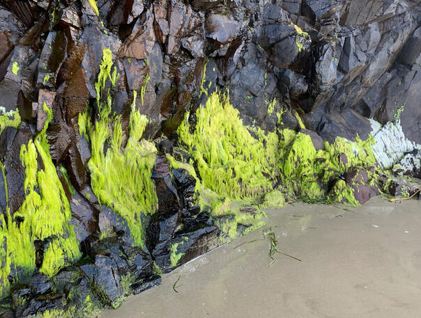 Bright Moss at Cape Lookout