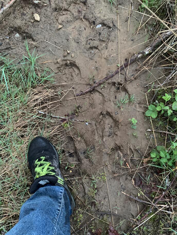 Elk and Deer Tracks