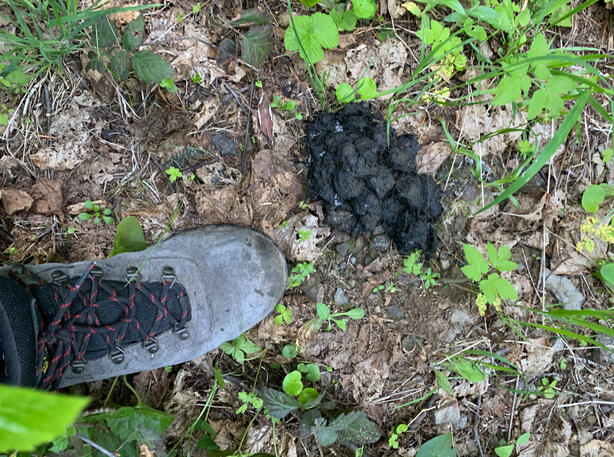 Bear Scat